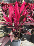 Red Sister Cordyline